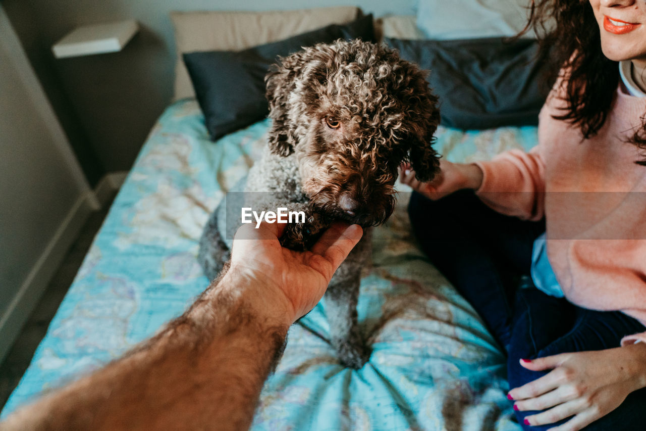 Cropped hand of man touching dog on bed