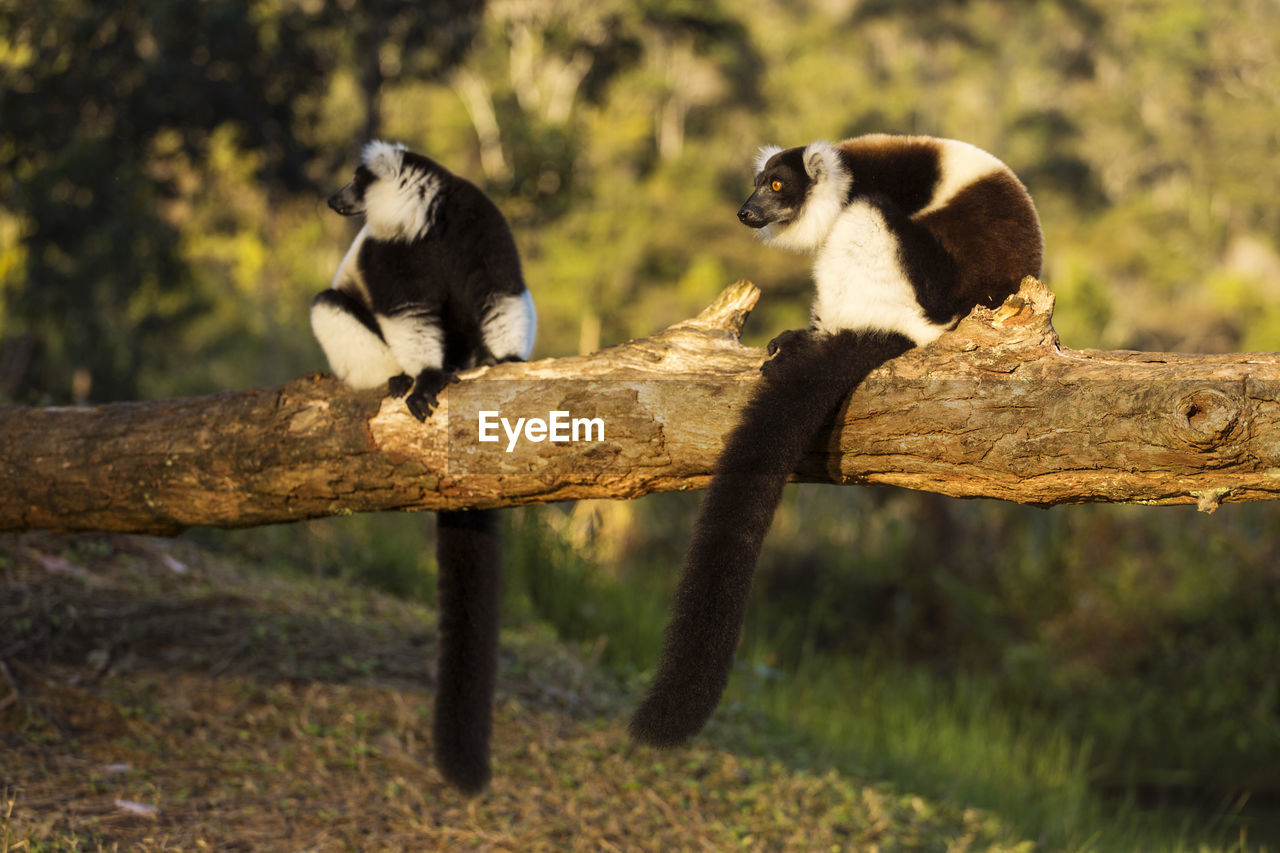 SHEEP SITTING ON BRANCH