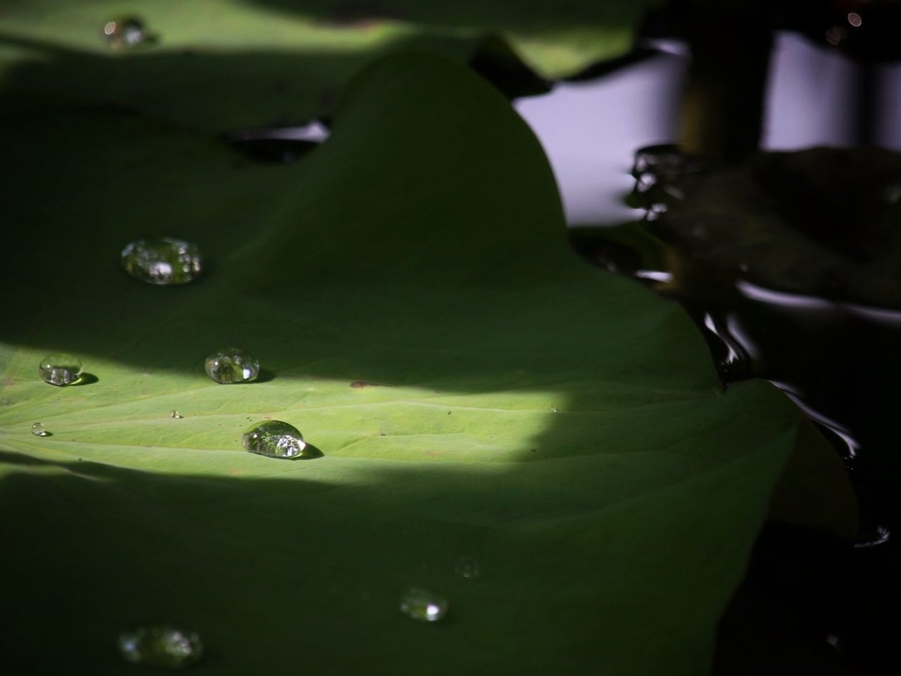 Close-up of water droplets on leaves