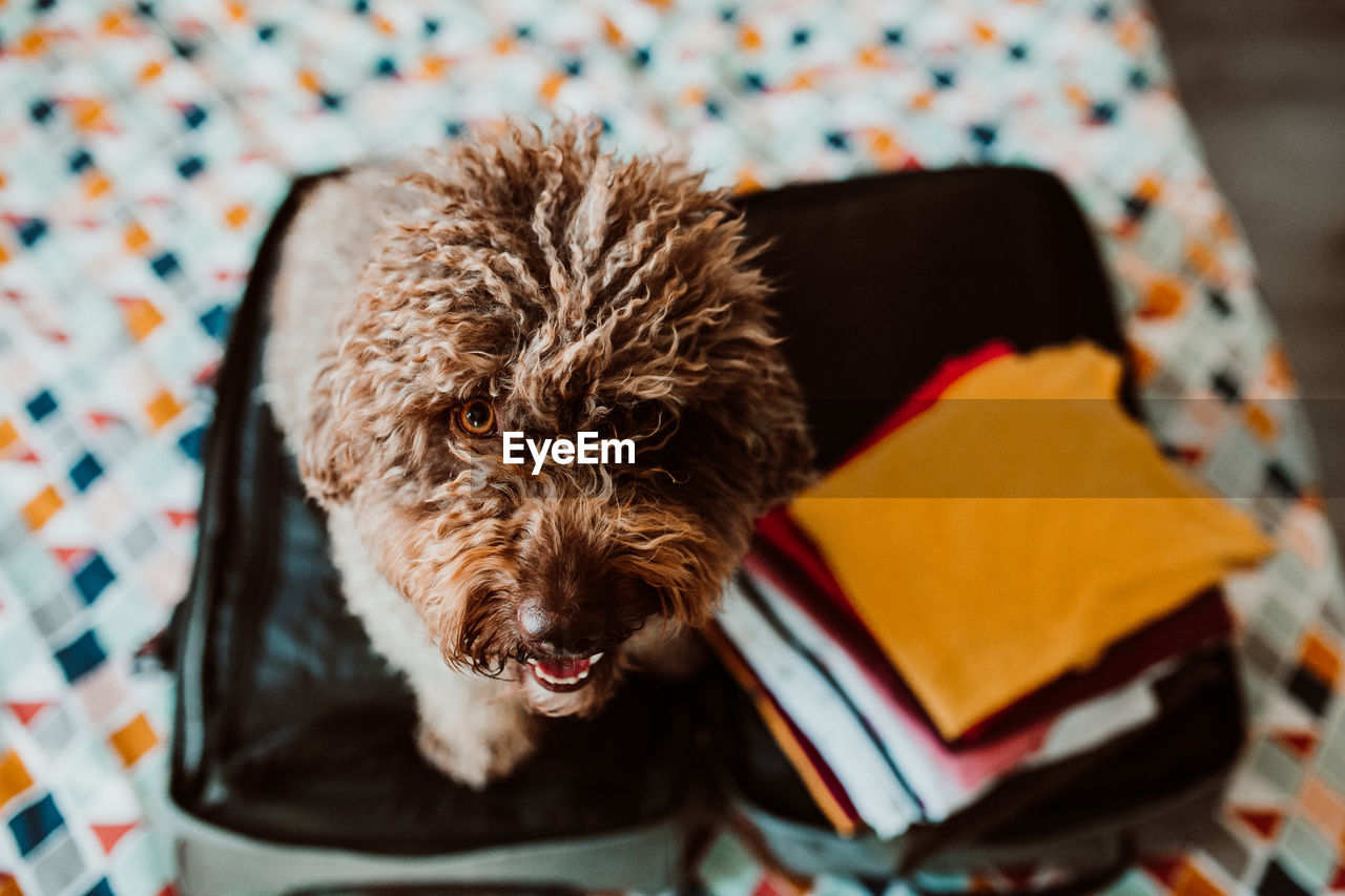 Portrait of dog sitting by luggage on bed at home