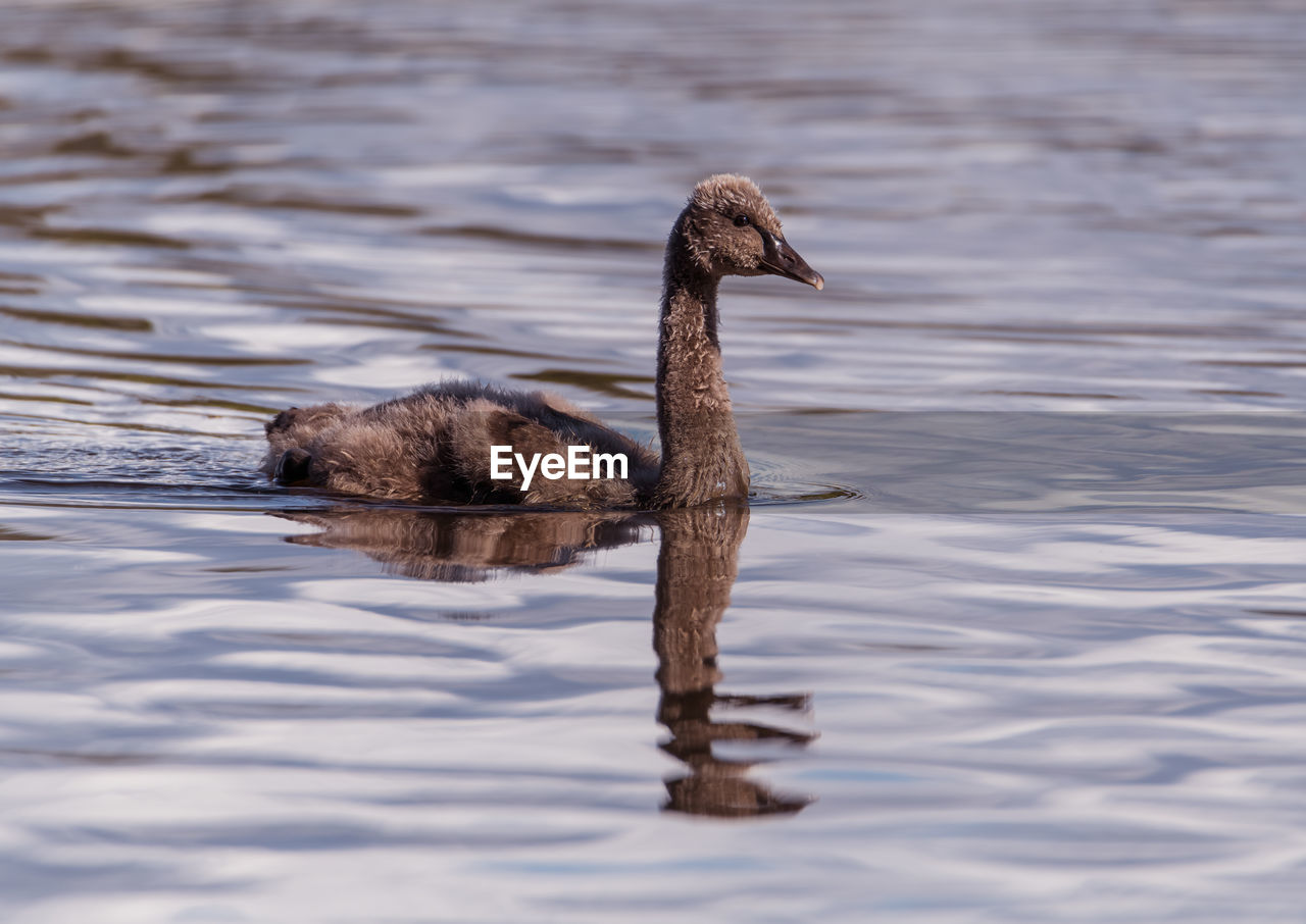 Swan swimming in lake