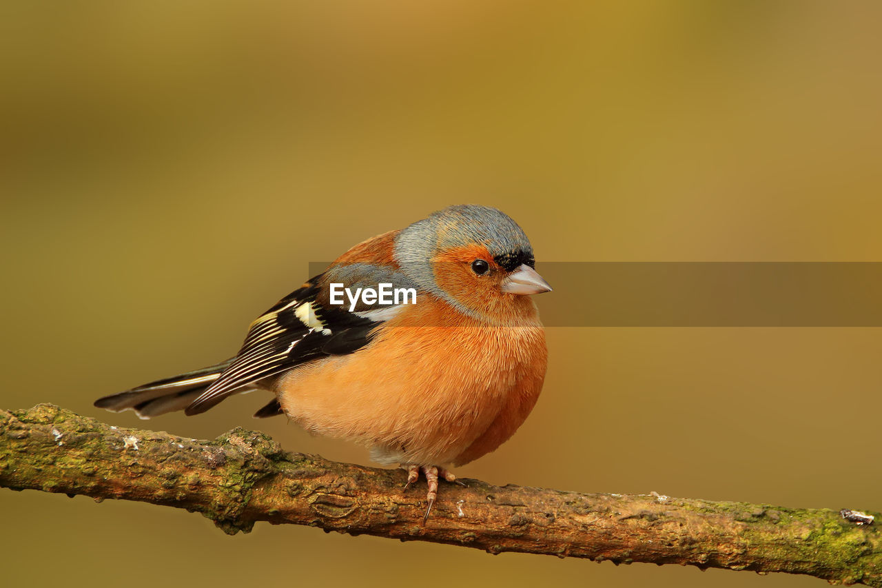 animal themes, animal, bird, animal wildlife, wildlife, one animal, perching, beak, branch, songbird, full length, focus on foreground, colored background, nature, multi colored, tree, beauty in nature, no people, close-up, orange color, green background, plant, outdoors, day, robin, copy space, sitting, sunbeam, portrait, side view, surface level, pattern, looking at camera, environment