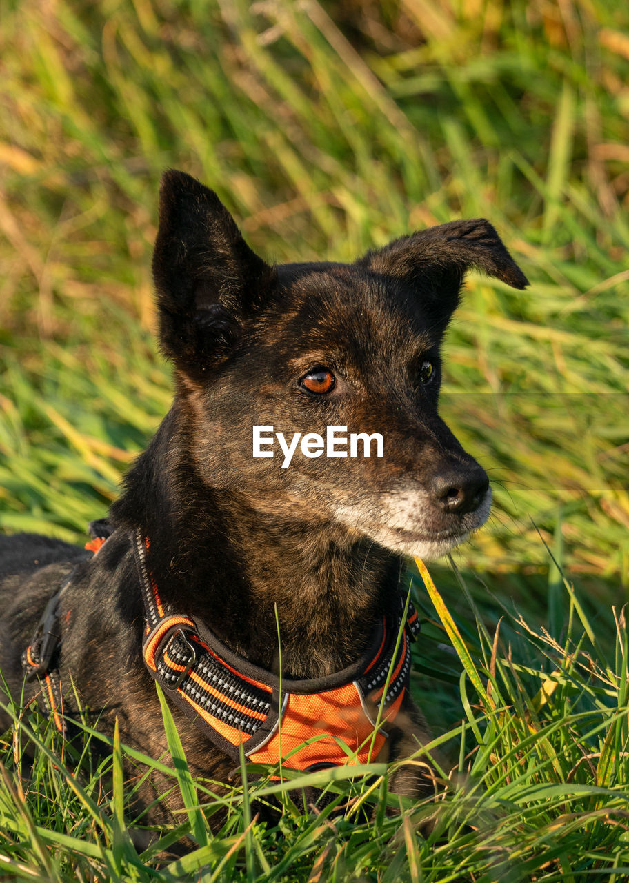 Close-up of a dog on field