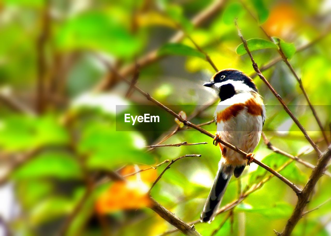 BIRDS PERCHING ON TREE