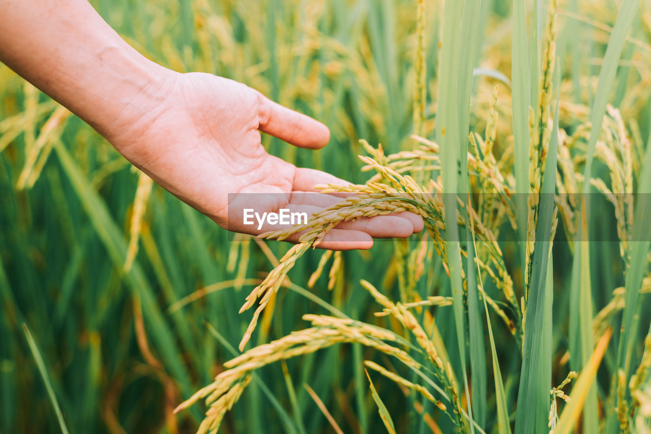 Close-up of person touching wheat crop on field