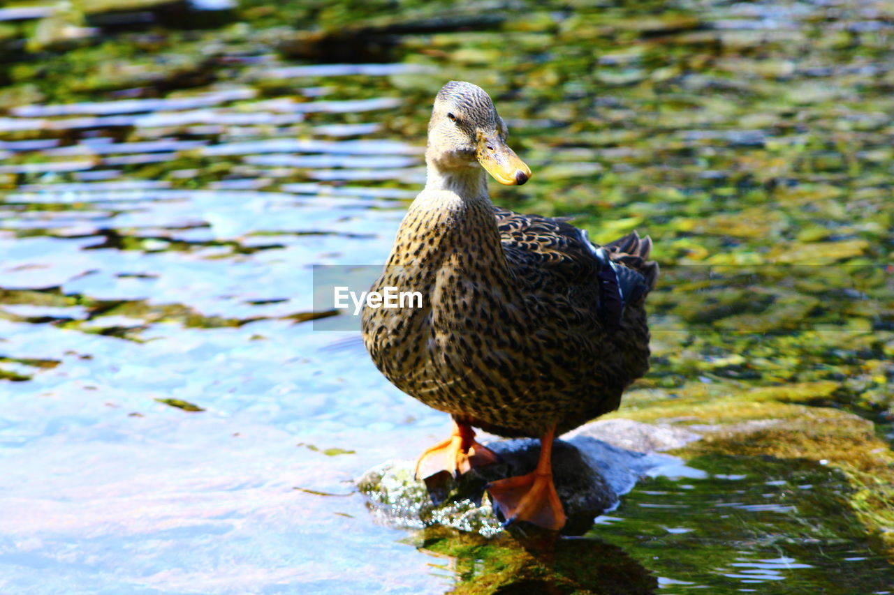 Mallard duck in lake