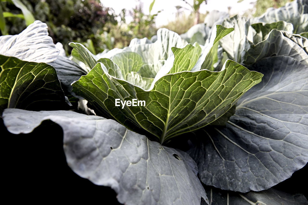 CLOSE-UP OF LEAF