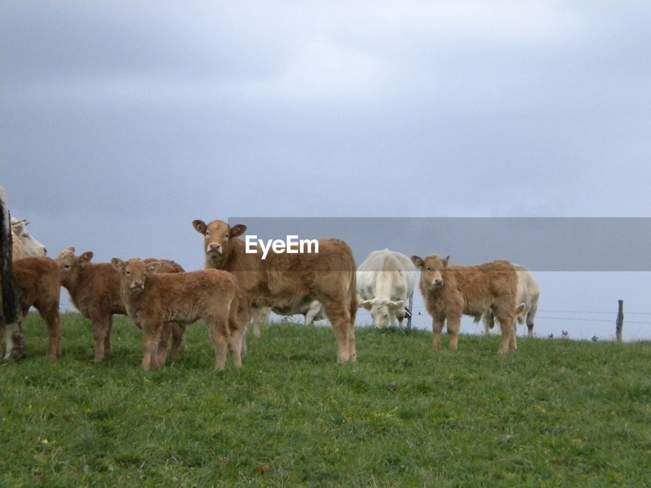 SIDE VIEW OF COWS GRAZING ON FIELD