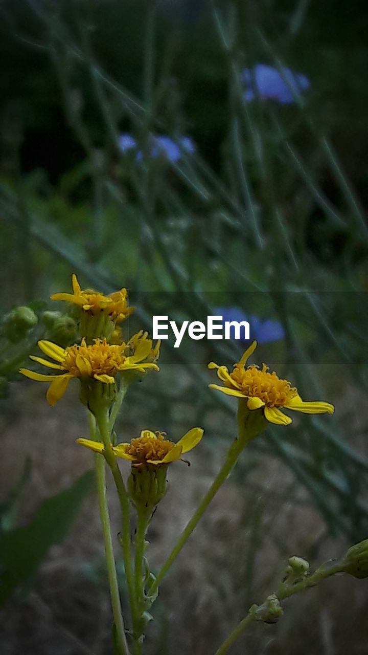 CLOSE-UP OF YELLOW FLOWER