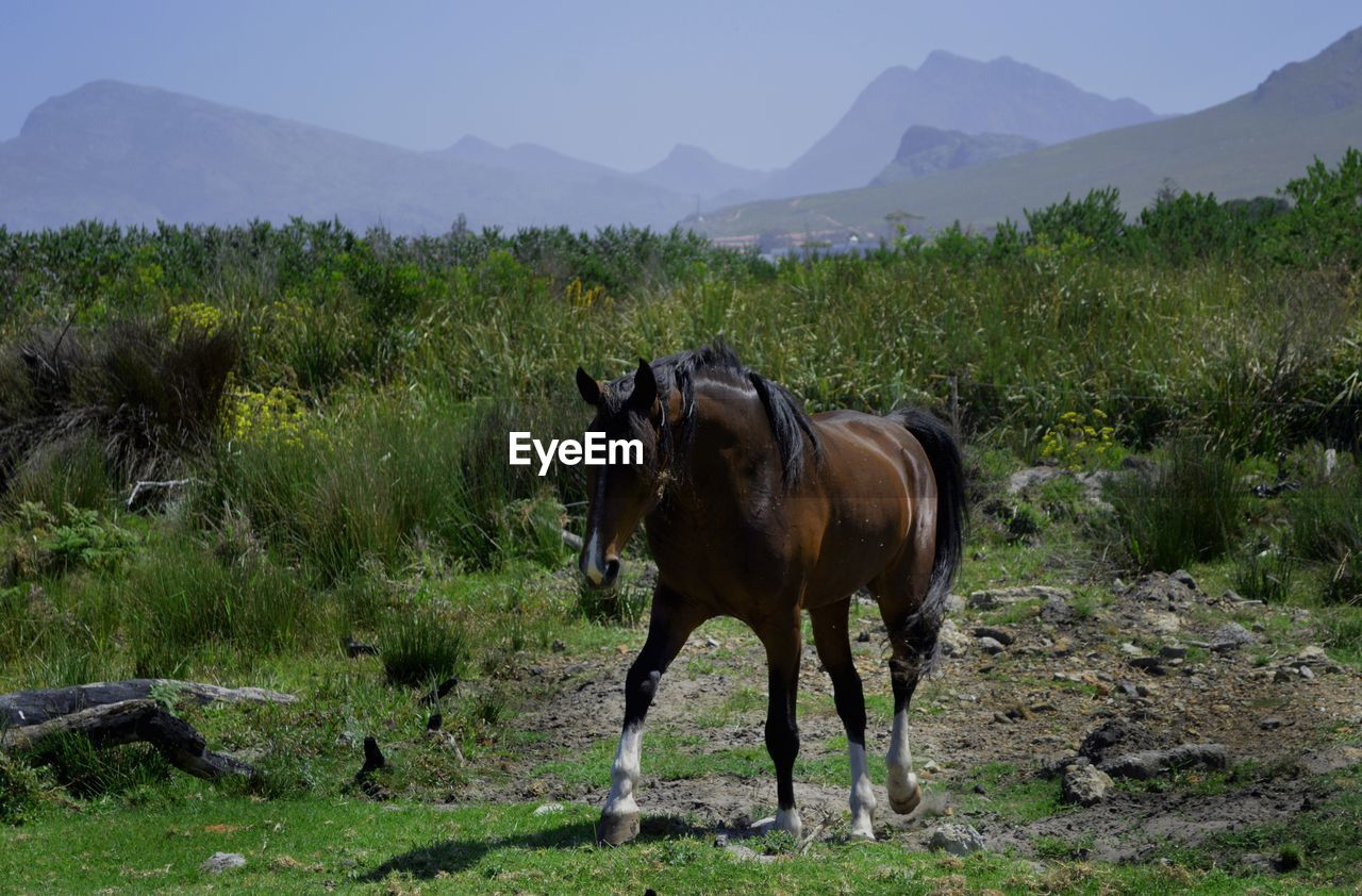 Horses standing on field against sky