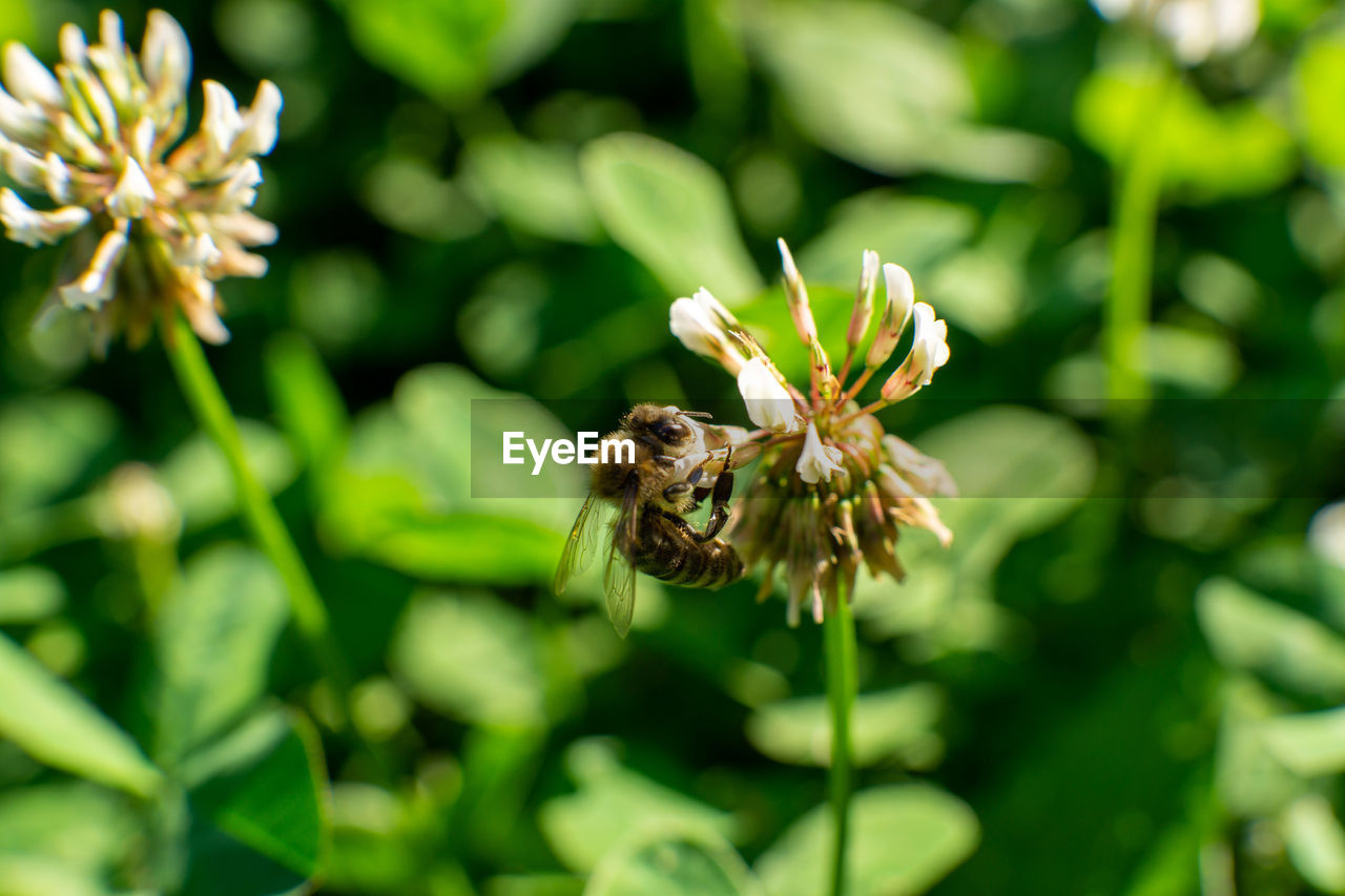 CLOSE-UP OF HONEY BEE ON FLOWER