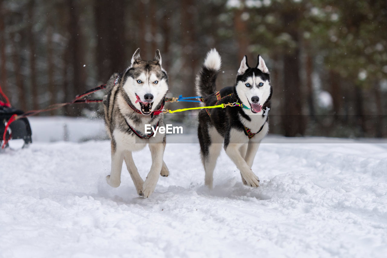 TWO DOGS RUNNING ON SNOW