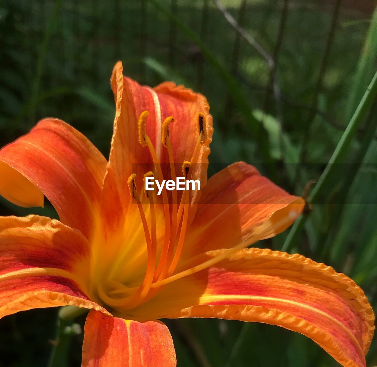 CLOSE-UP OF DAY LILY