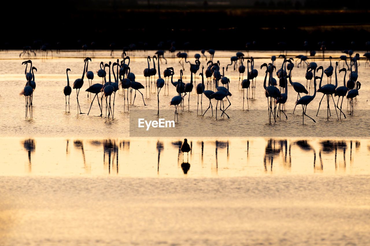 Flock of flamingos on the lake