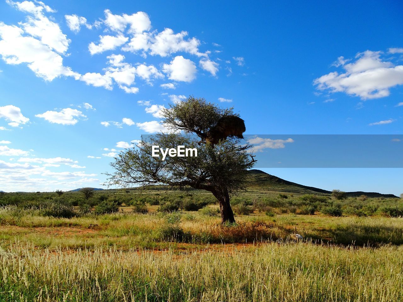 Tree on field against sky