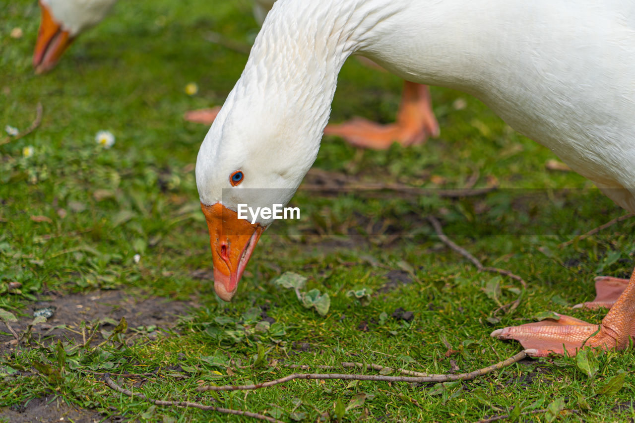 Close up low-level view of embden emden geese. of single goose showing orange beak and blue eye