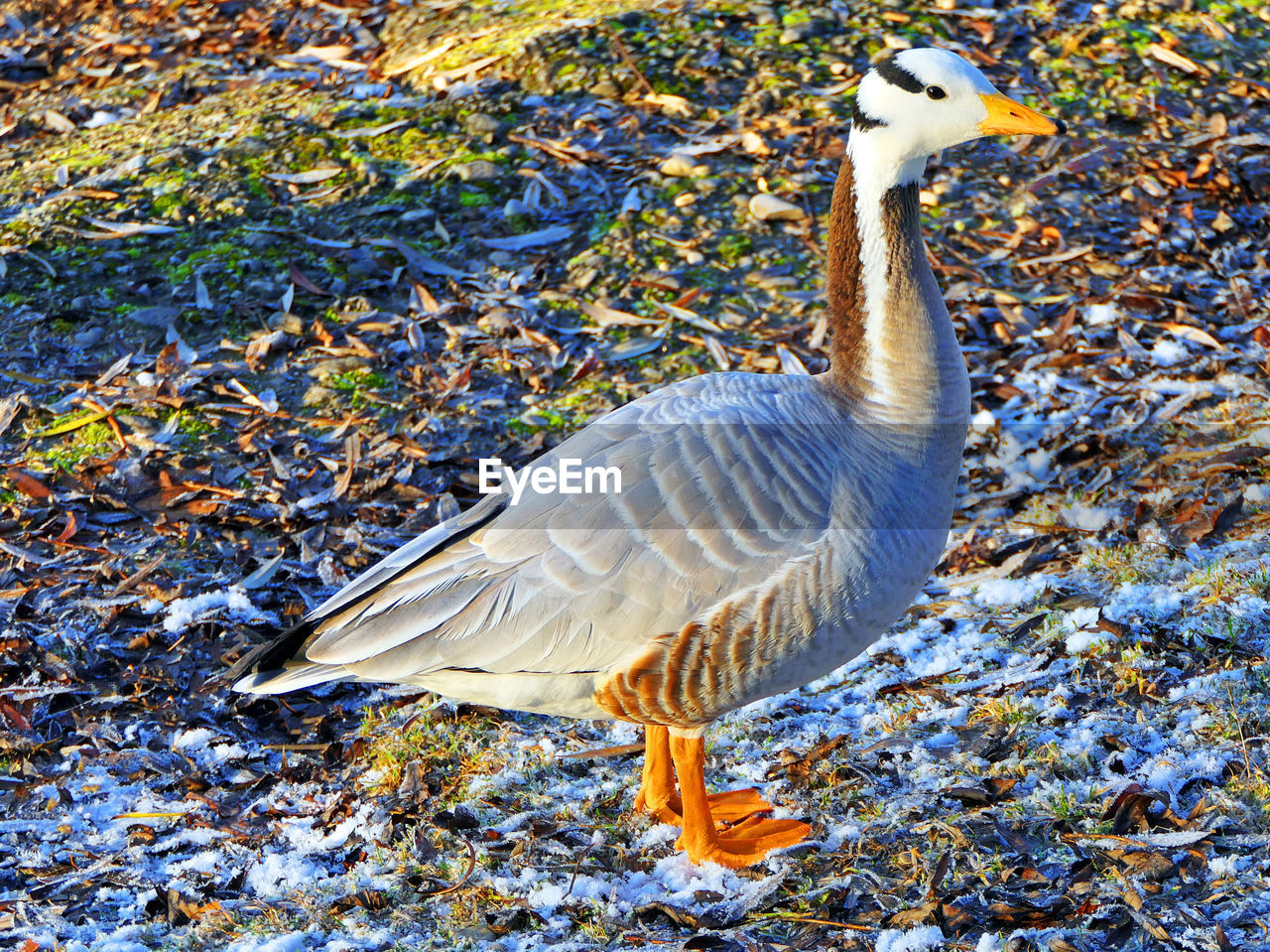 CLOSE-UP OF A BIRD