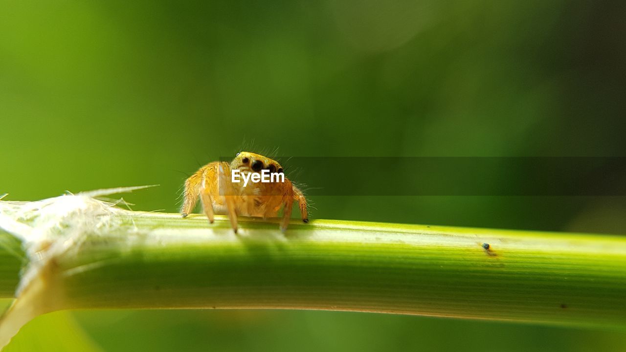 Close-up of jumping spider on plant