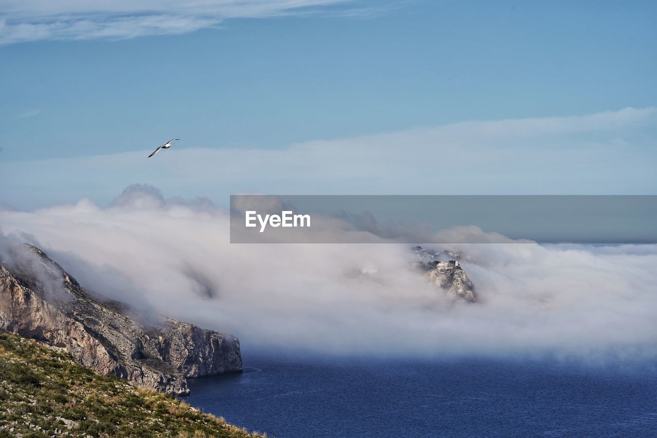 BIRD FLYING OVER SEA