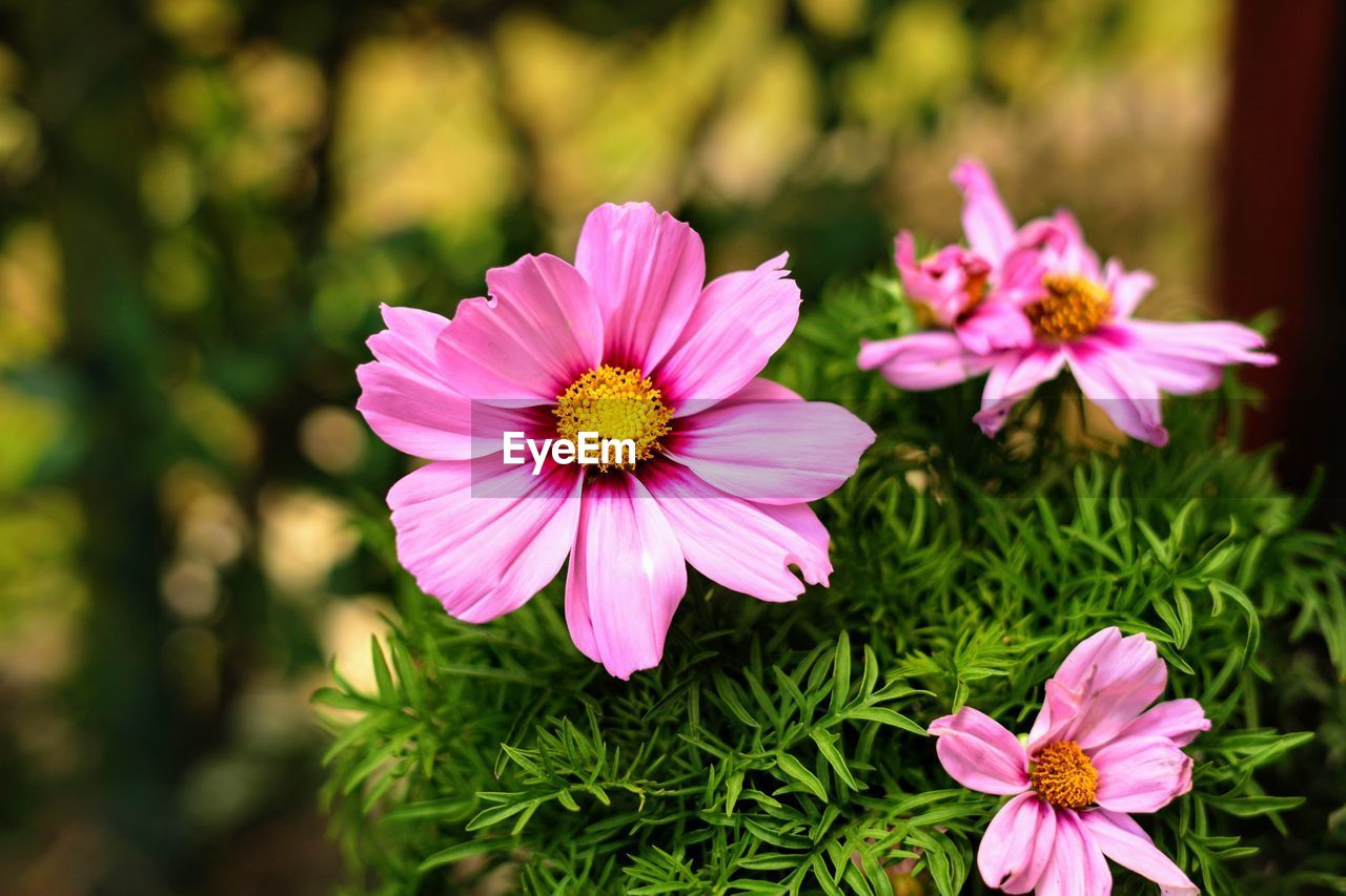 Close-up of pink flowers blooming outdoors