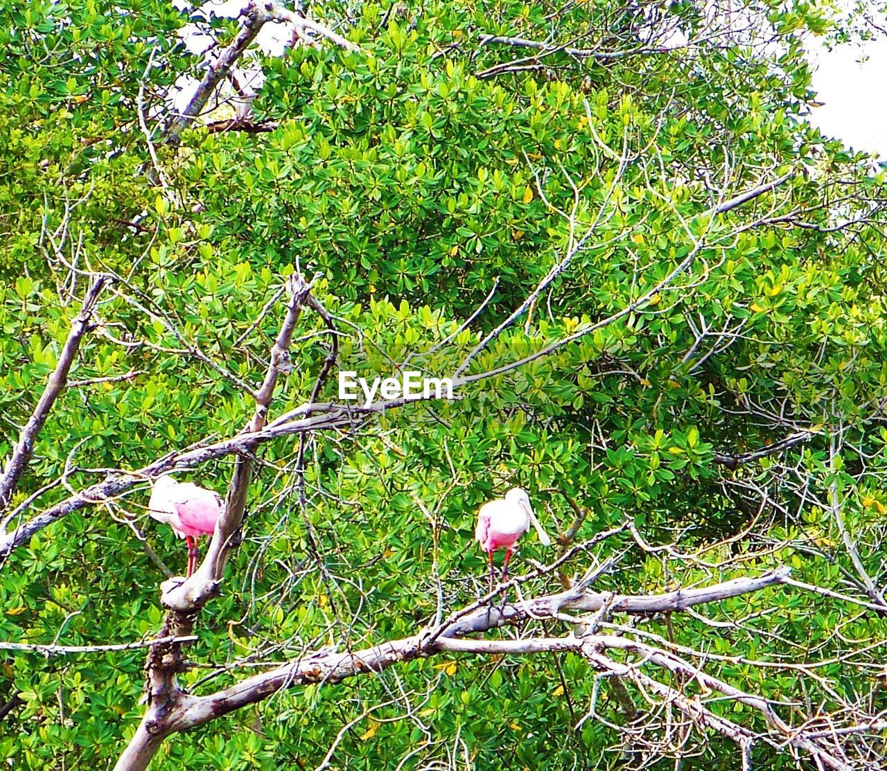 TREES GROWING IN GARDEN