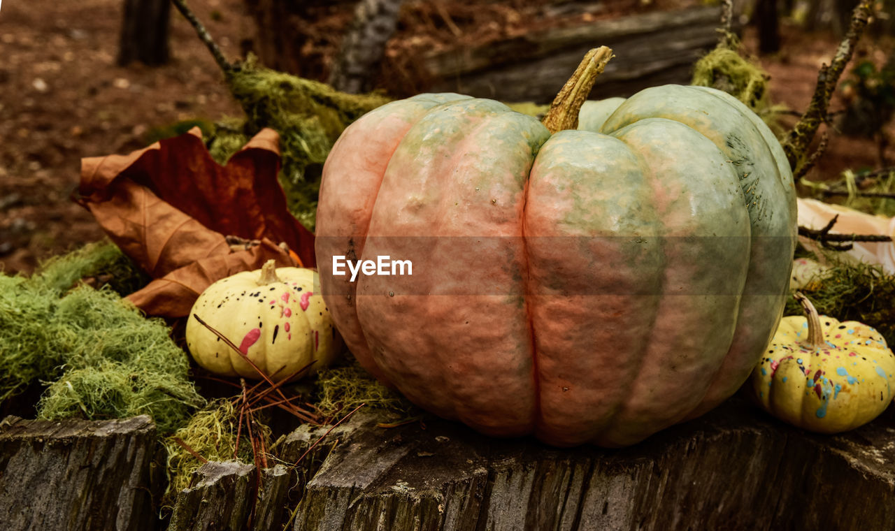 Fairytale pumpkin on weathered tree stump in autumn forest