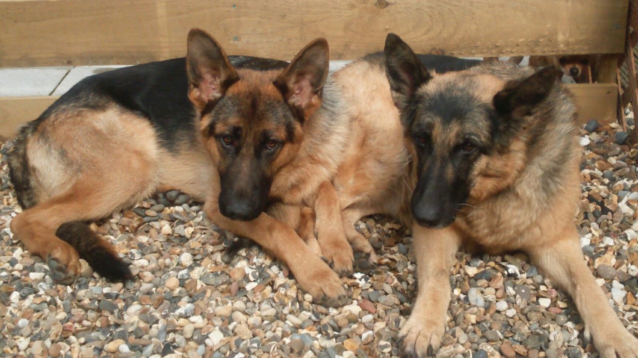 High angle view of german shepherds relaxing against wooden planks