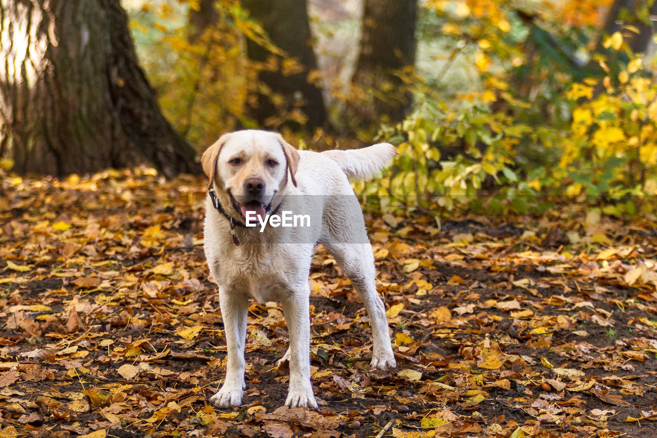 Portrait of dog walking on tree