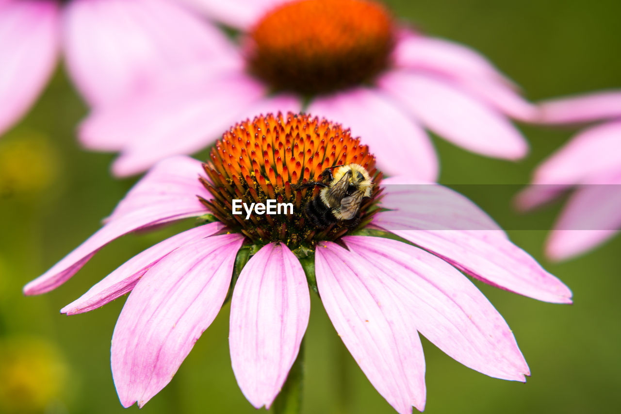 CLOSE-UP OF HONEY BEE POLLINATING ON PURPLE FLOWER