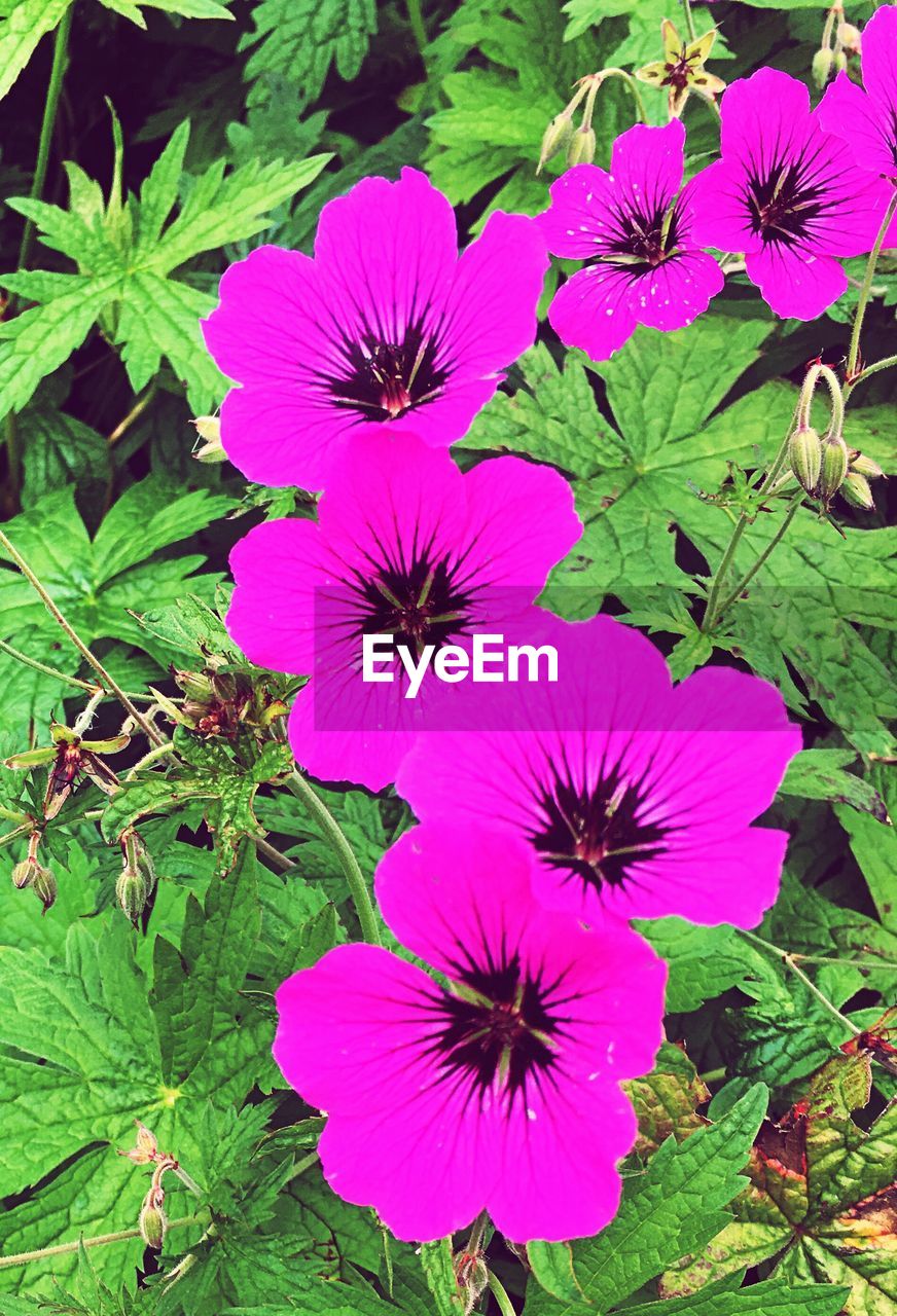 CLOSE-UP OF PURPLE FLOWERS IN BLOOM