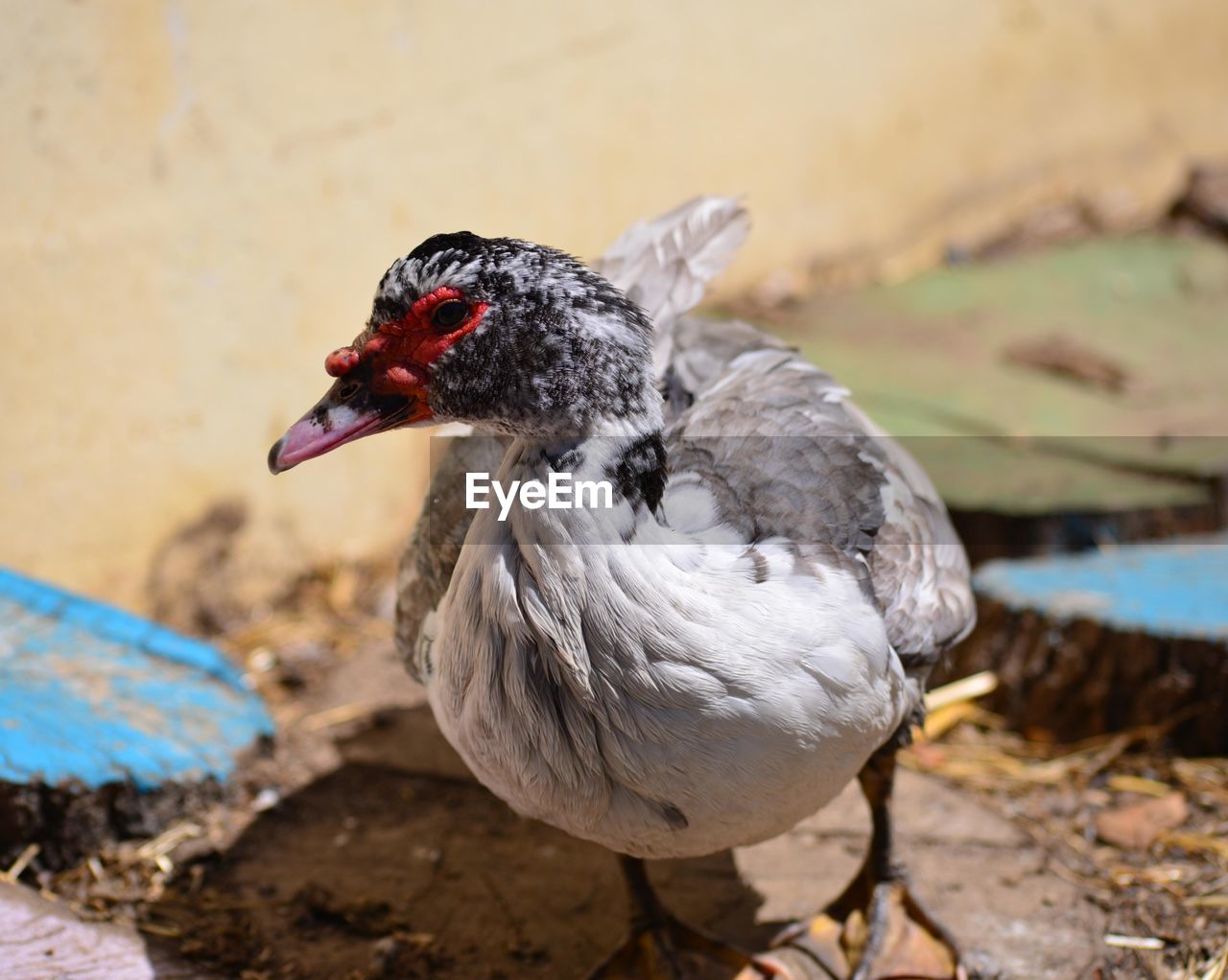 Close-up of muscovy duck looking away