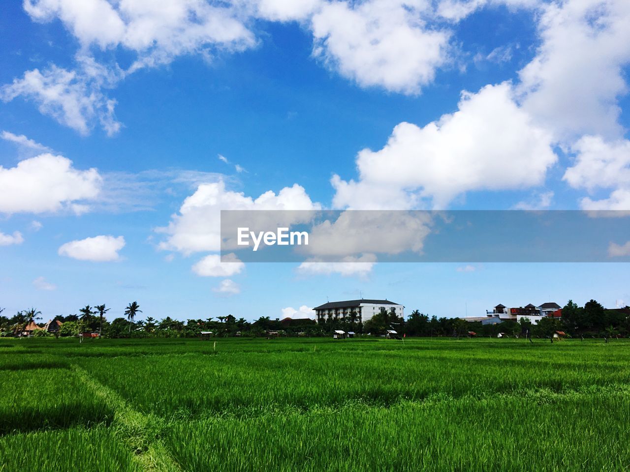 Scenic view of agricultural field against sky