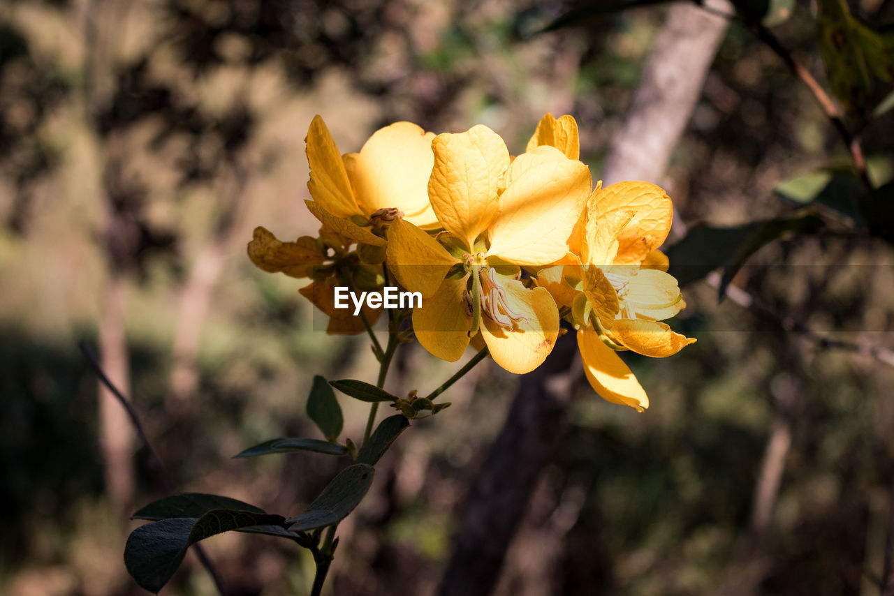 CLOSE-UP OF YELLOW FLOWERING PLANTS