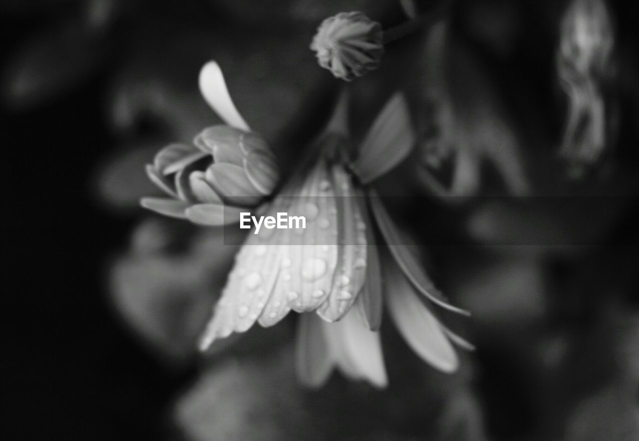 Close-up of wet flower growing on plant