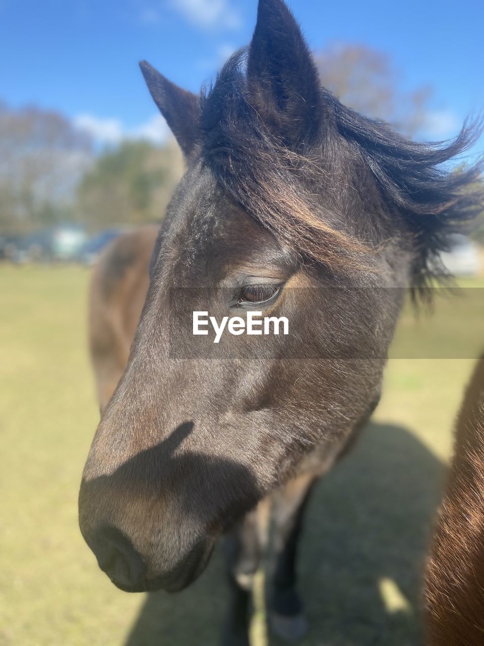 close-up of a horse