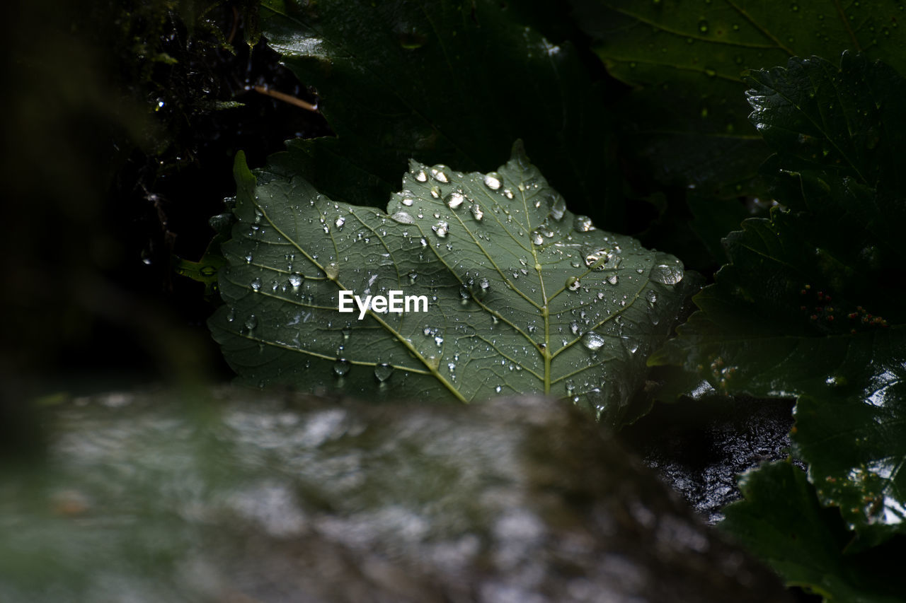 RAINDROPS ON LEAVES