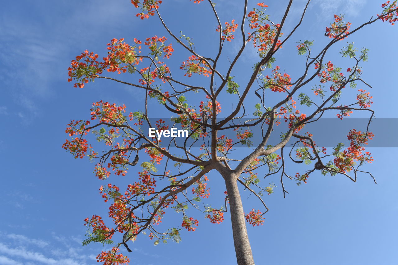 LOW ANGLE VIEW OF FLOWERING TREE AGAINST SKY