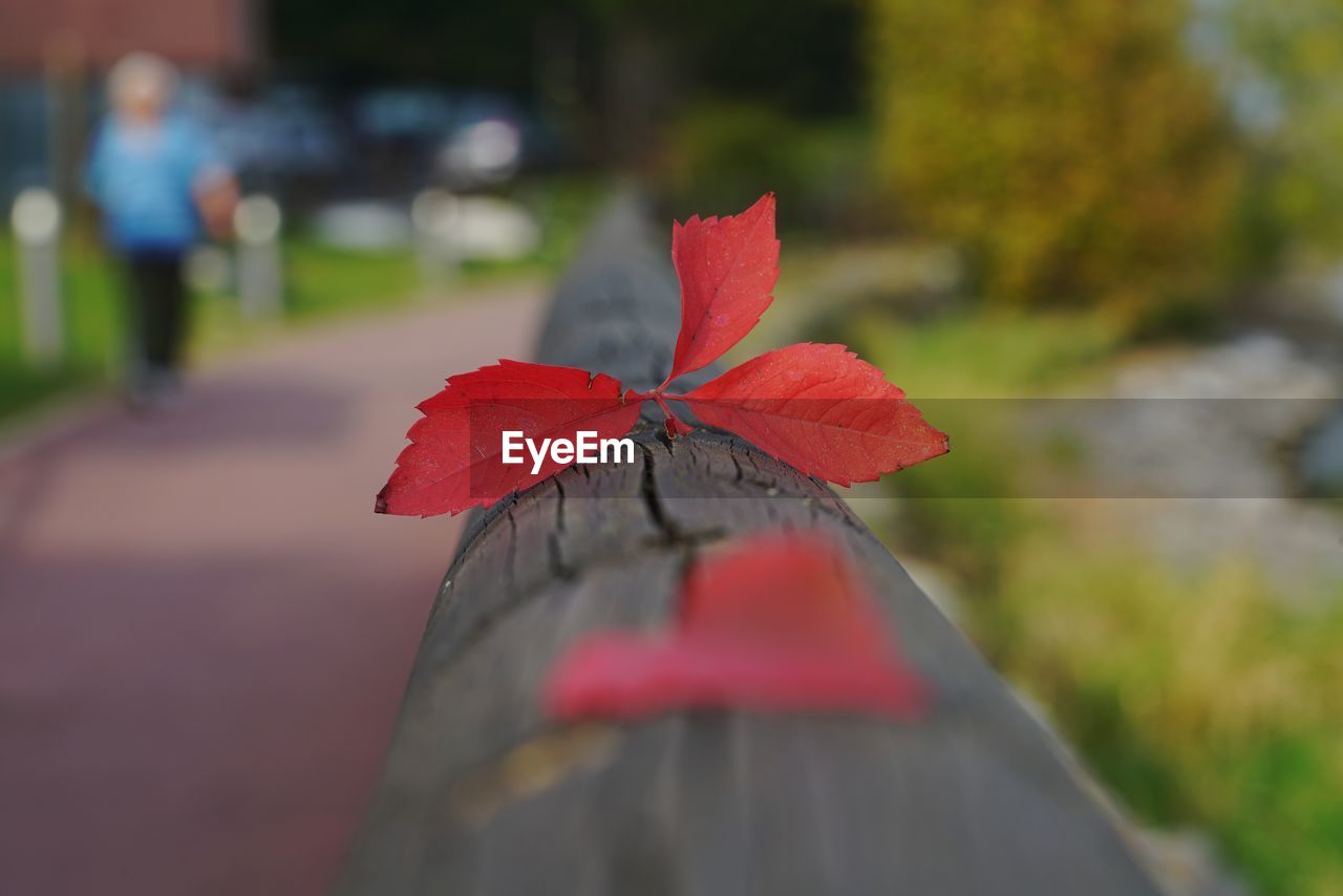 CLOSE-UP OF RED LEAF OUTDOORS