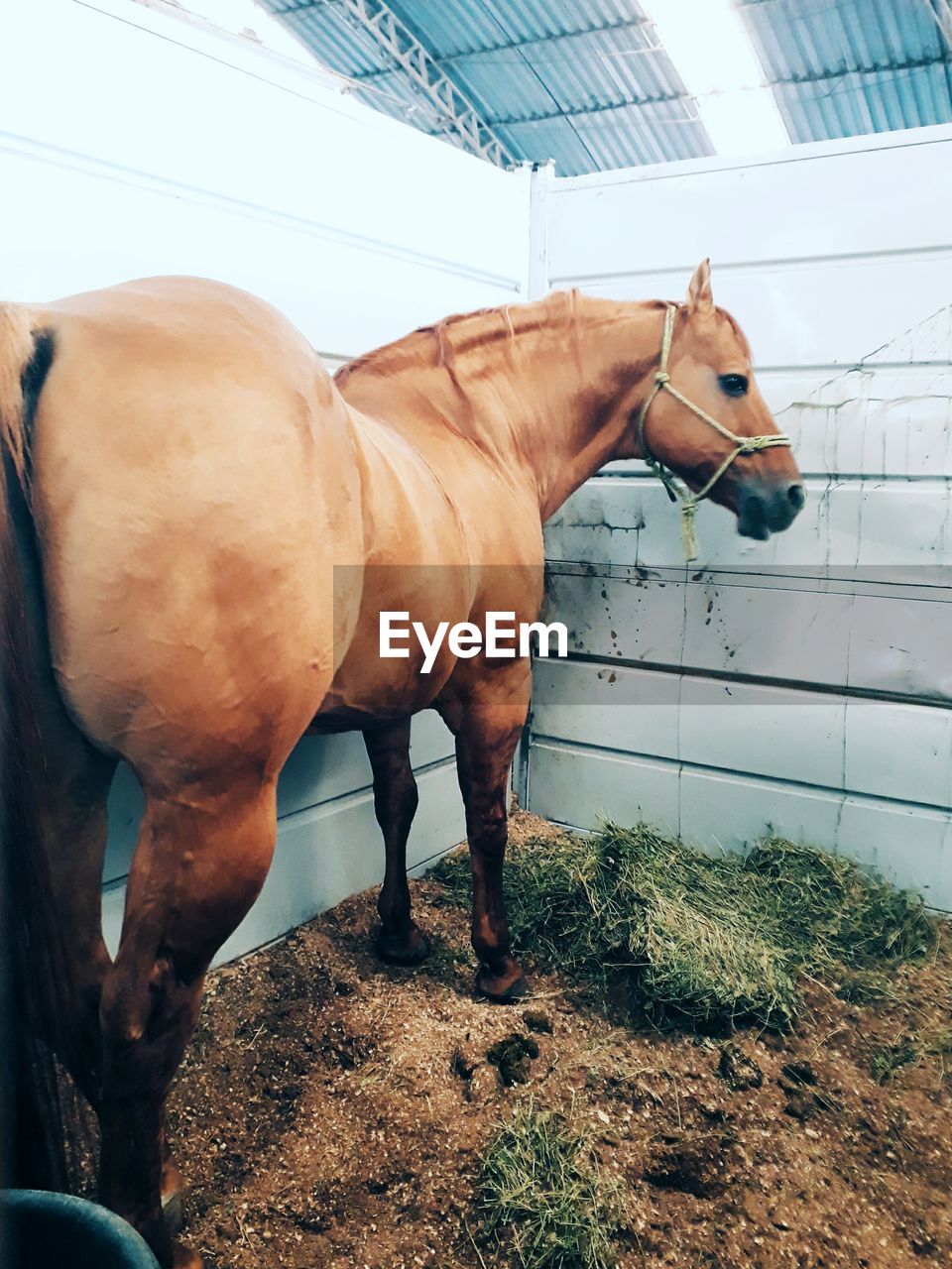 LOW ANGLE VIEW OF HORSE STANDING ON GROUND