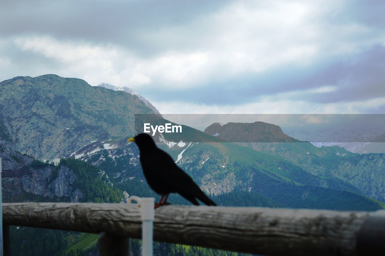 BIRD PERCHING ON MOUNTAIN