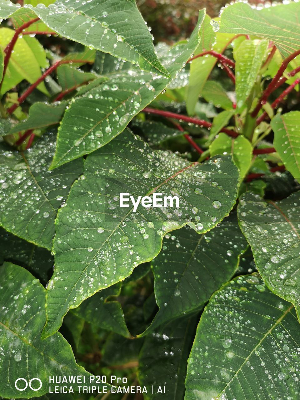 RAINDROPS ON LEAVES