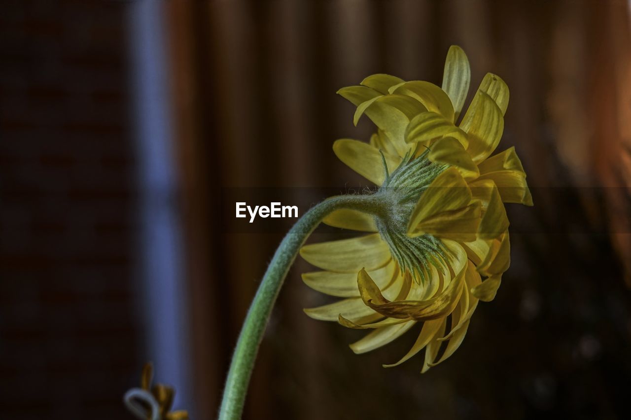 Close-up of yellow flowering plant