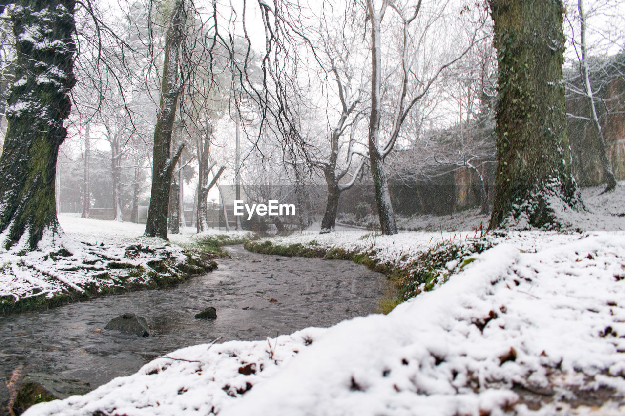 TREES ON SNOW COVERED LANDSCAPE