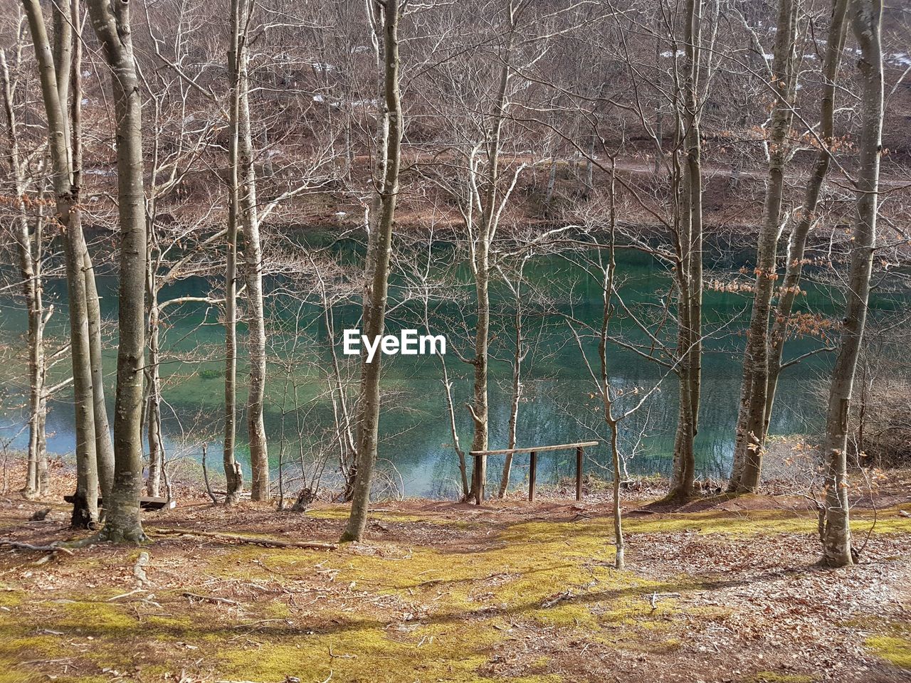 TREES GROWING IN FOREST