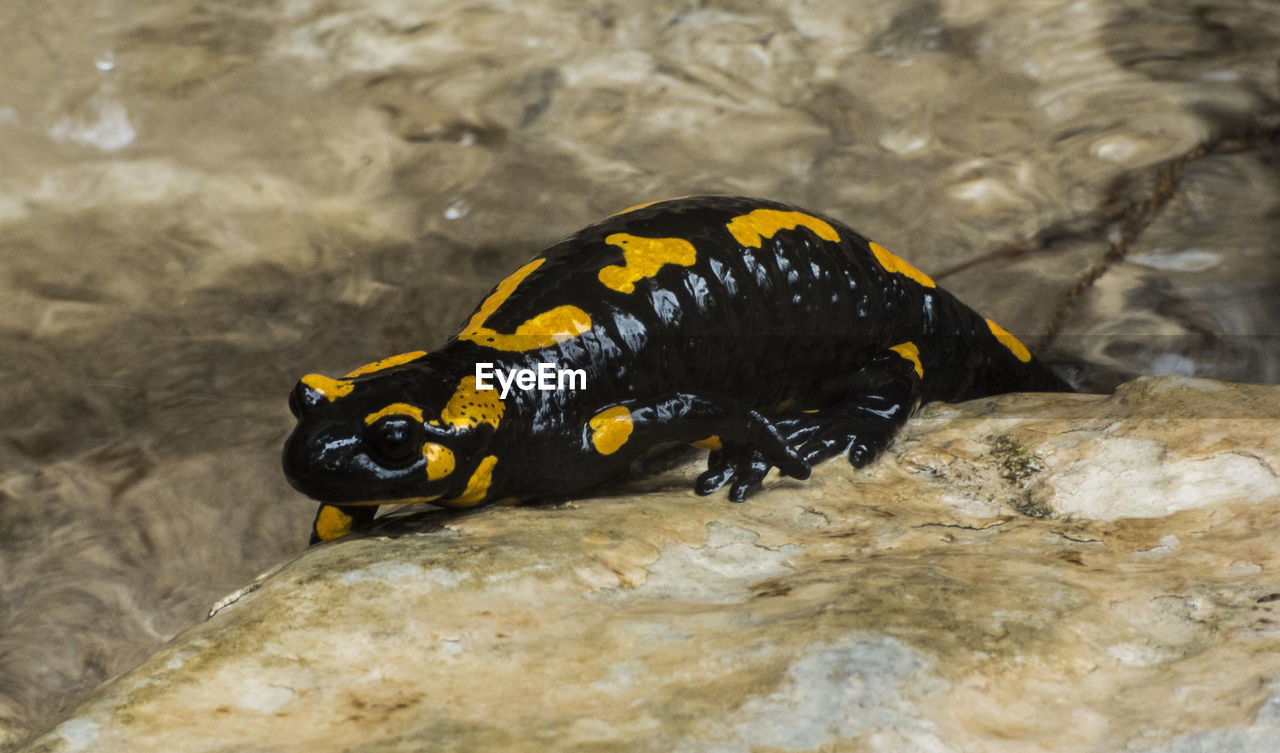 Close-up of salamander on rock