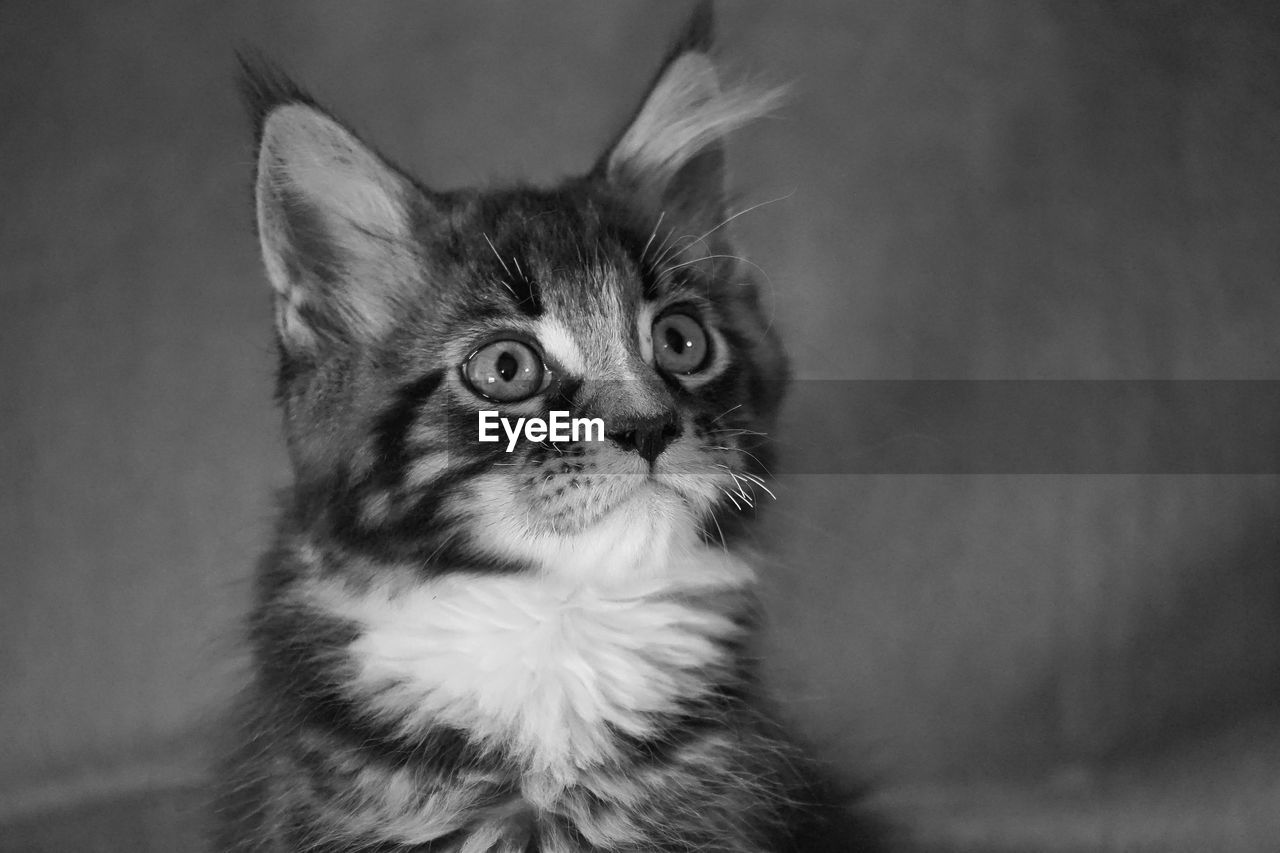 CLOSE-UP PORTRAIT OF CAT WITH EYES