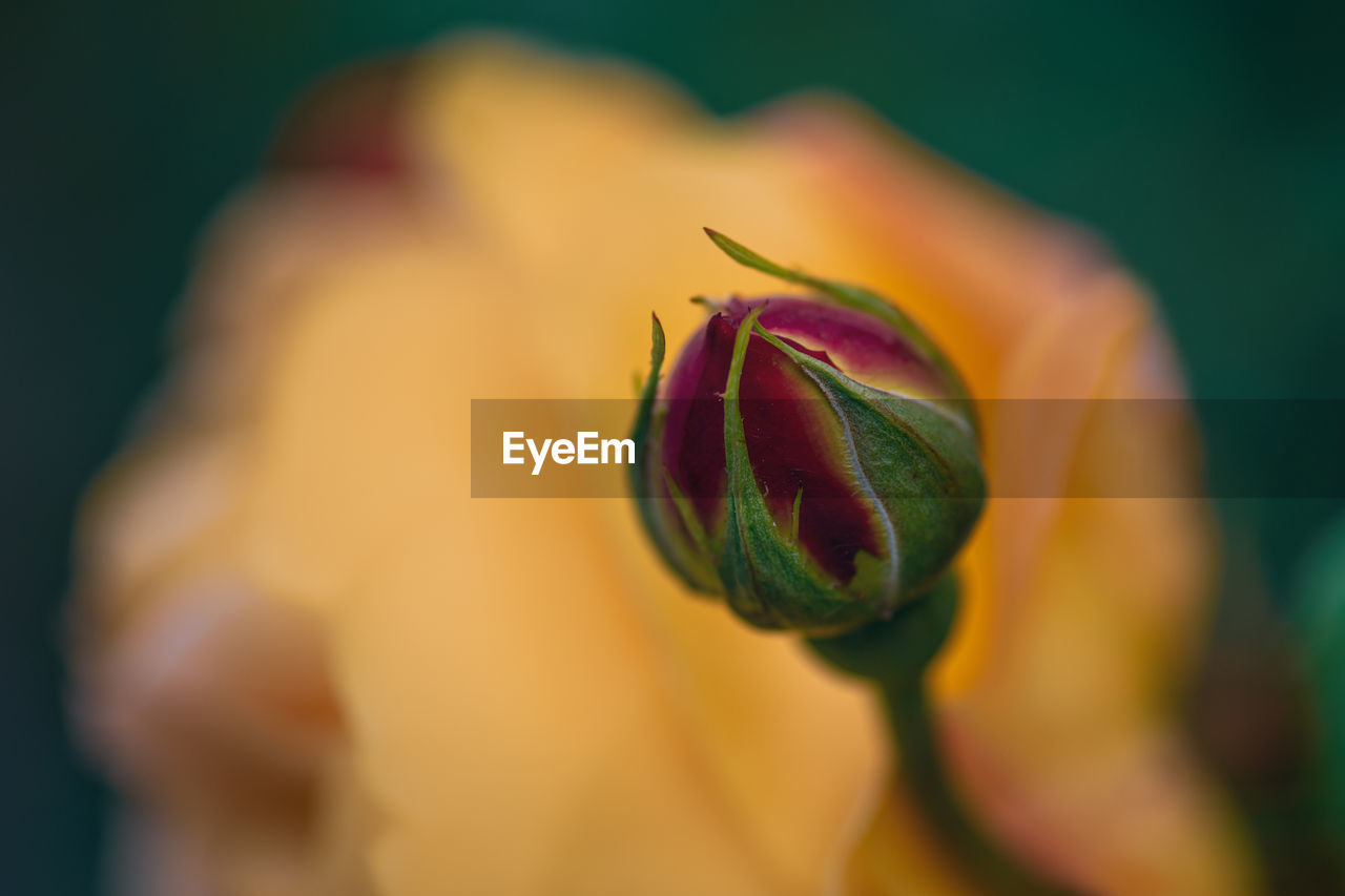 Close-up of rose bud