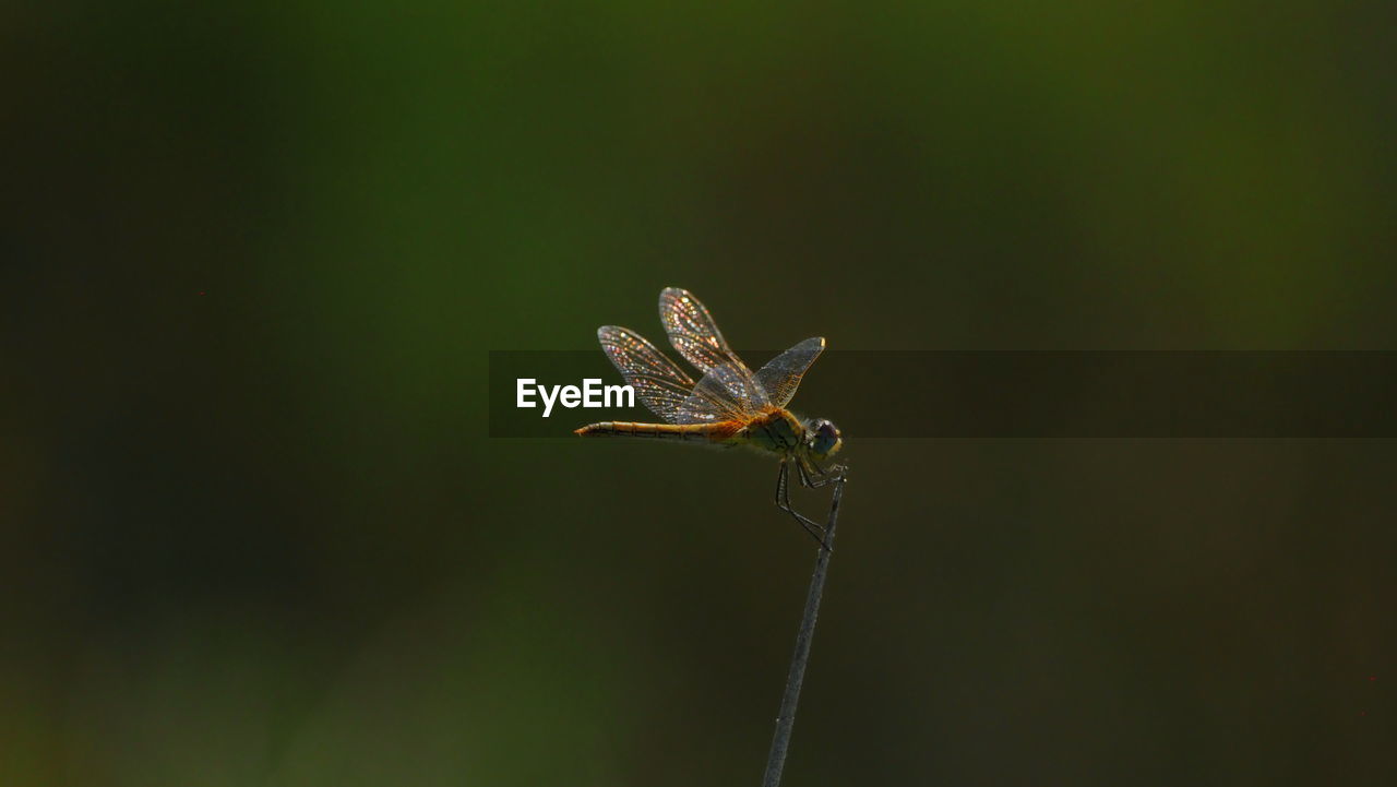 CLOSE-UP OF GRASSHOPPER