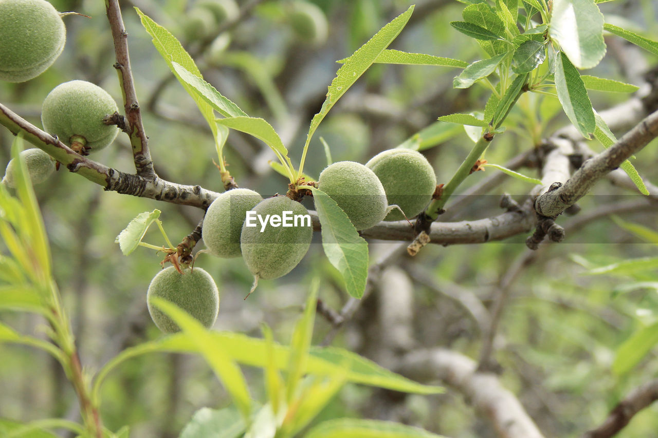 CLOSE-UP OF BERRY ON BRANCH