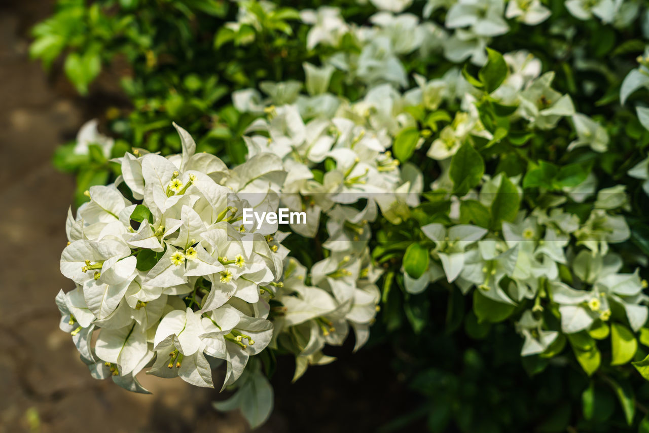 WHITE FLOWERING PLANTS